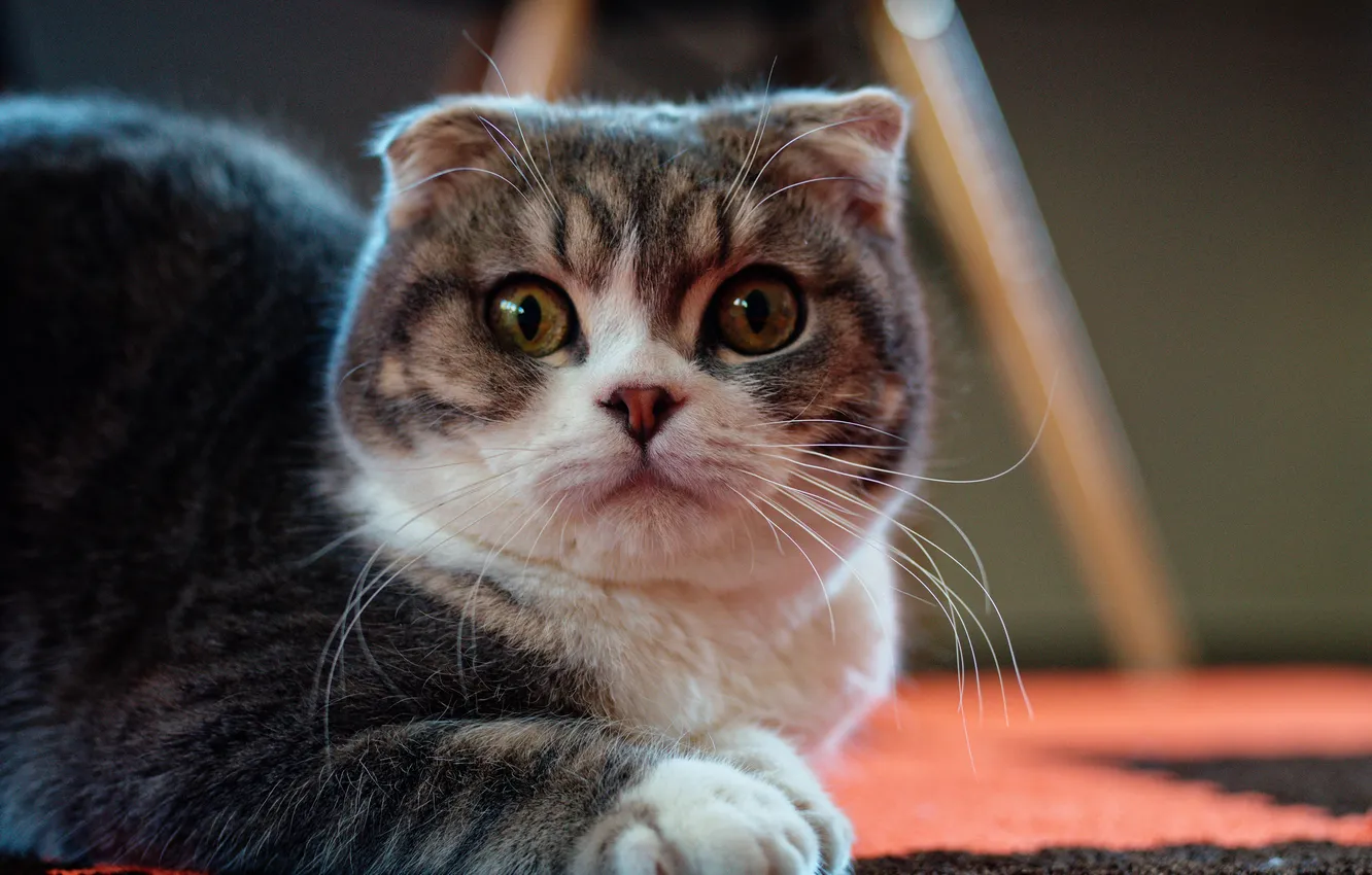 Photo wallpaper cat, cat, look, pose, lies, face, the expression, grey with white