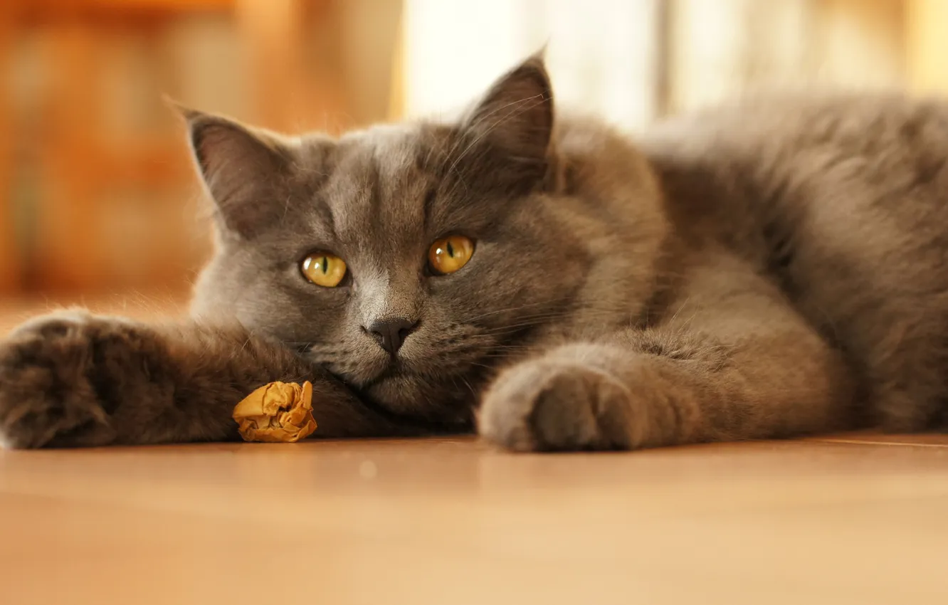 Photo wallpaper cat, cat, cat