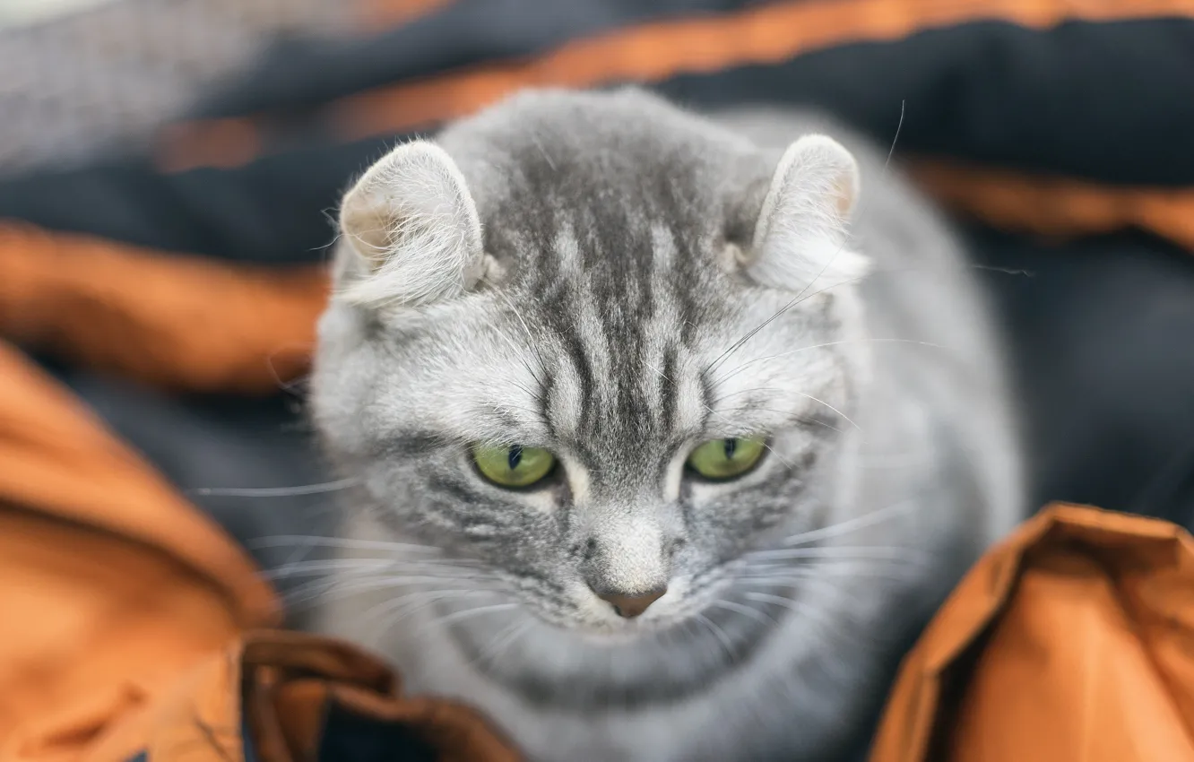 Photo wallpaper eyes, cat, background, muzzle