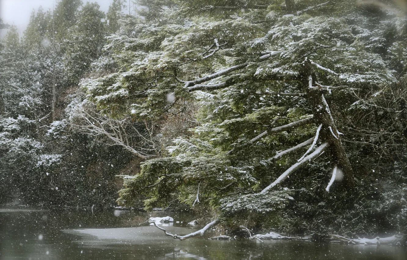 Photo wallpaper forest, lake, snowfall