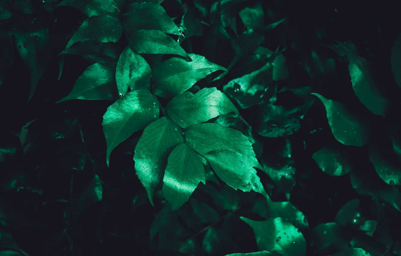 Photo wallpaper greens, leaves, Bush, plants