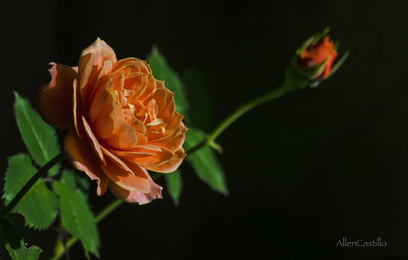 Photo wallpaper roses, buds, black background, Orange rose