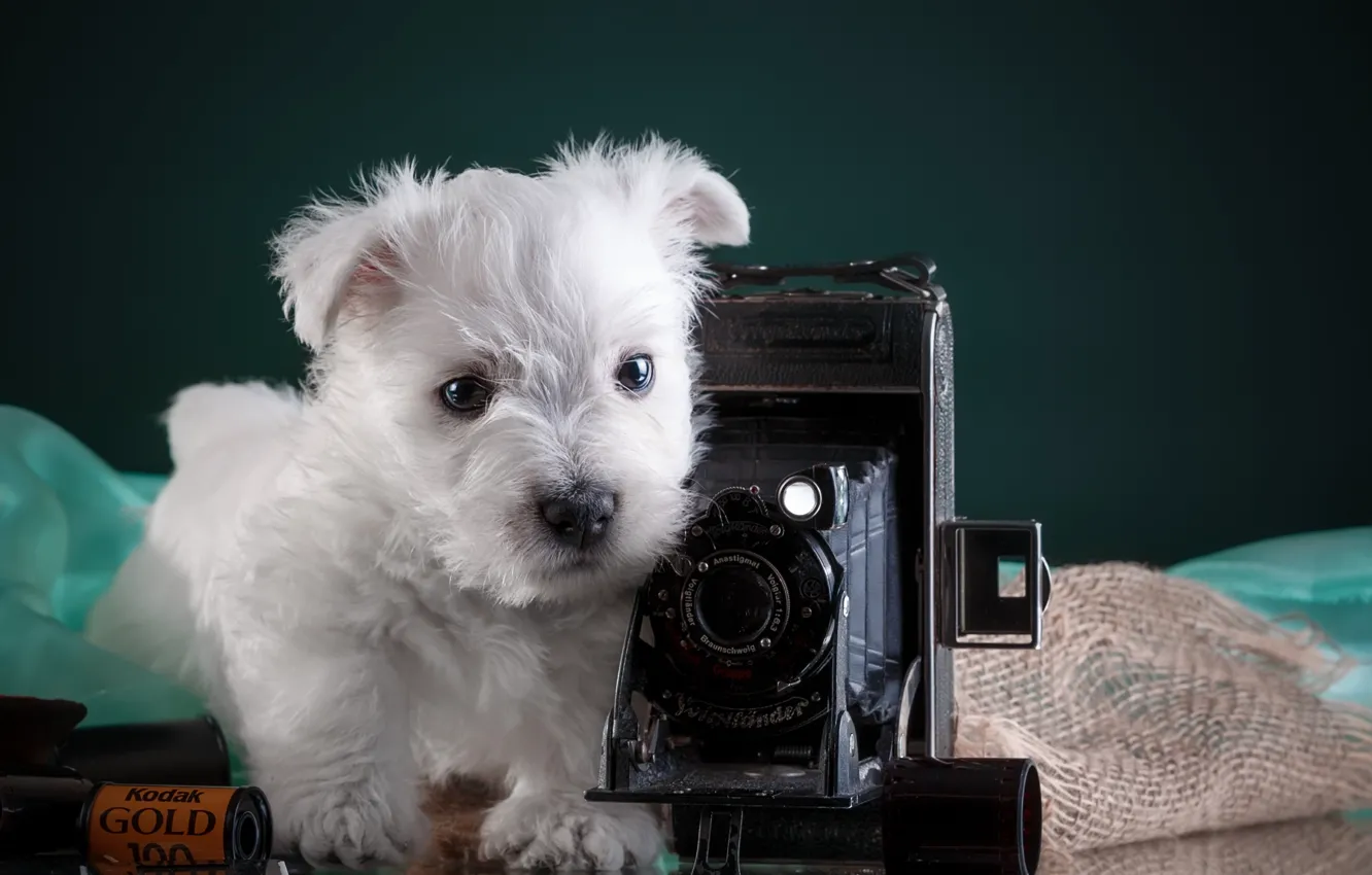 Photo wallpaper white, the camera, puppy