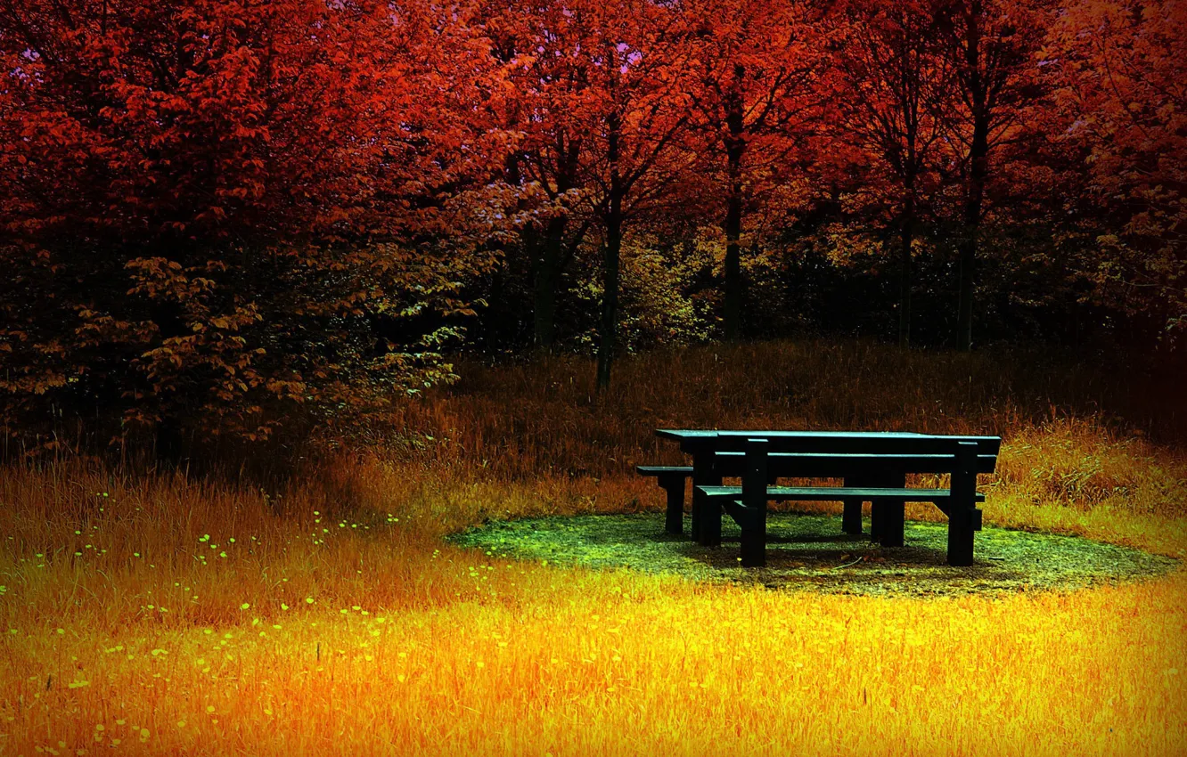 Photo wallpaper autumn, forest, grass, bench, color