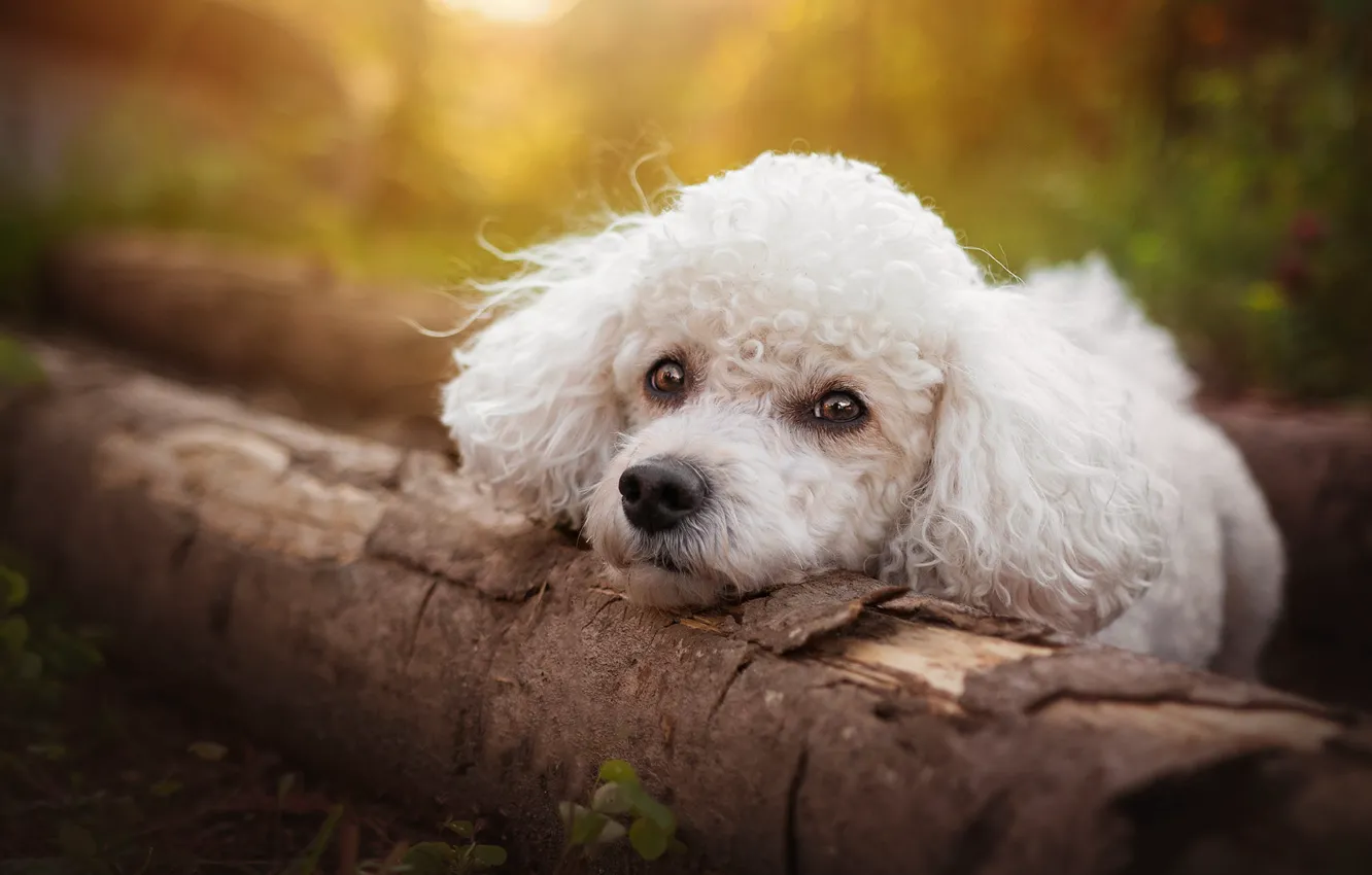 Photo wallpaper white, look, light, nature, portrait, dog, puppy, lies