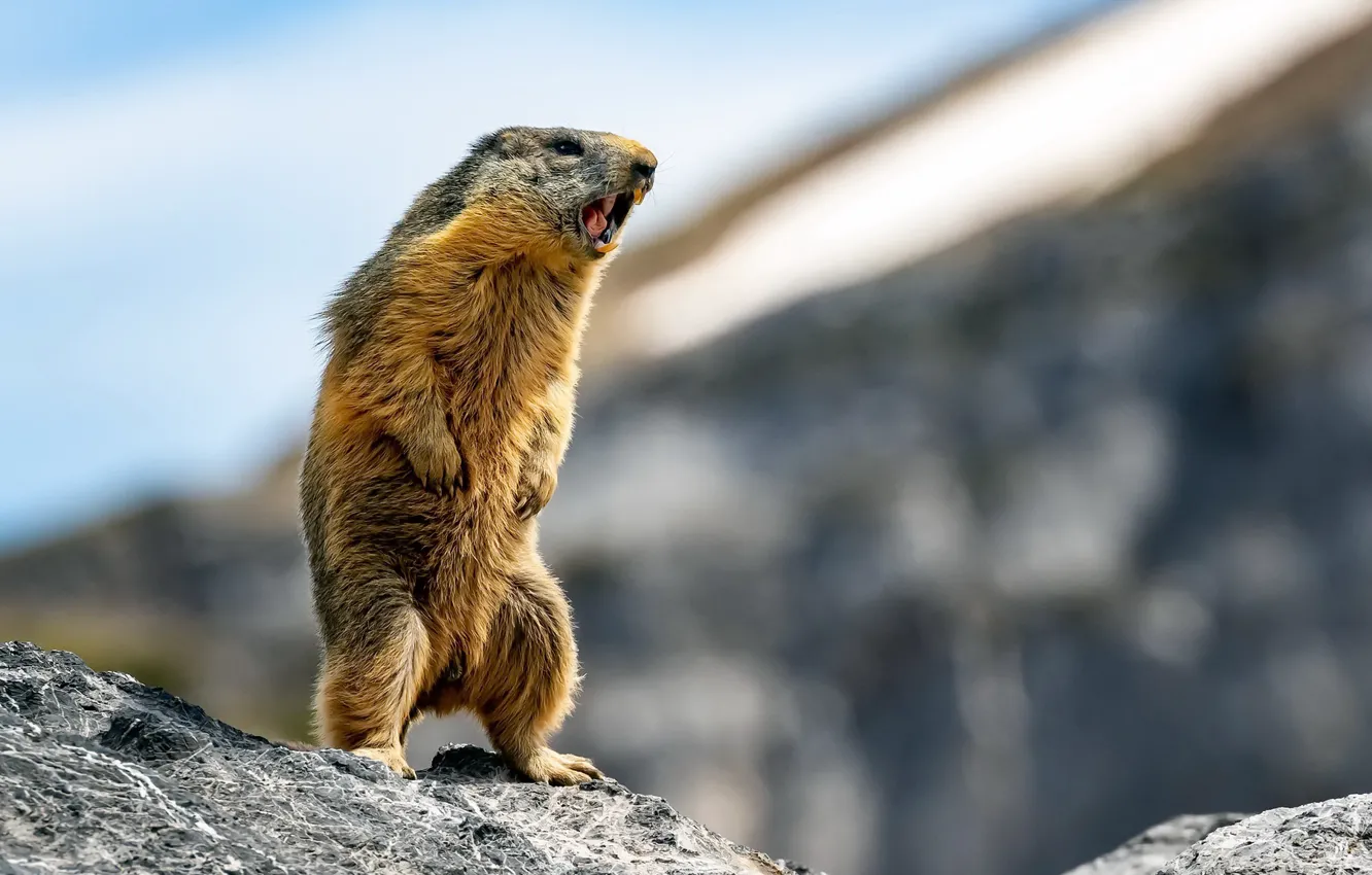 Photo wallpaper nature, pose, marmot