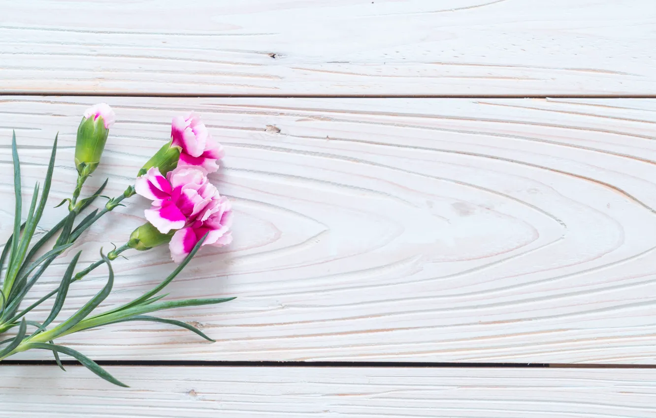 Photo wallpaper flowers, pink, wood, pink, flowers, clove