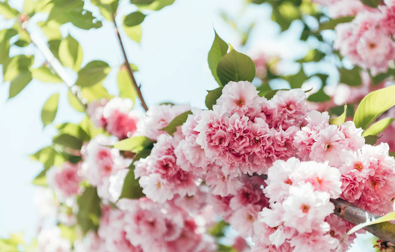 Photo wallpaper tree, Flowers, spring, Sakura, flowering
