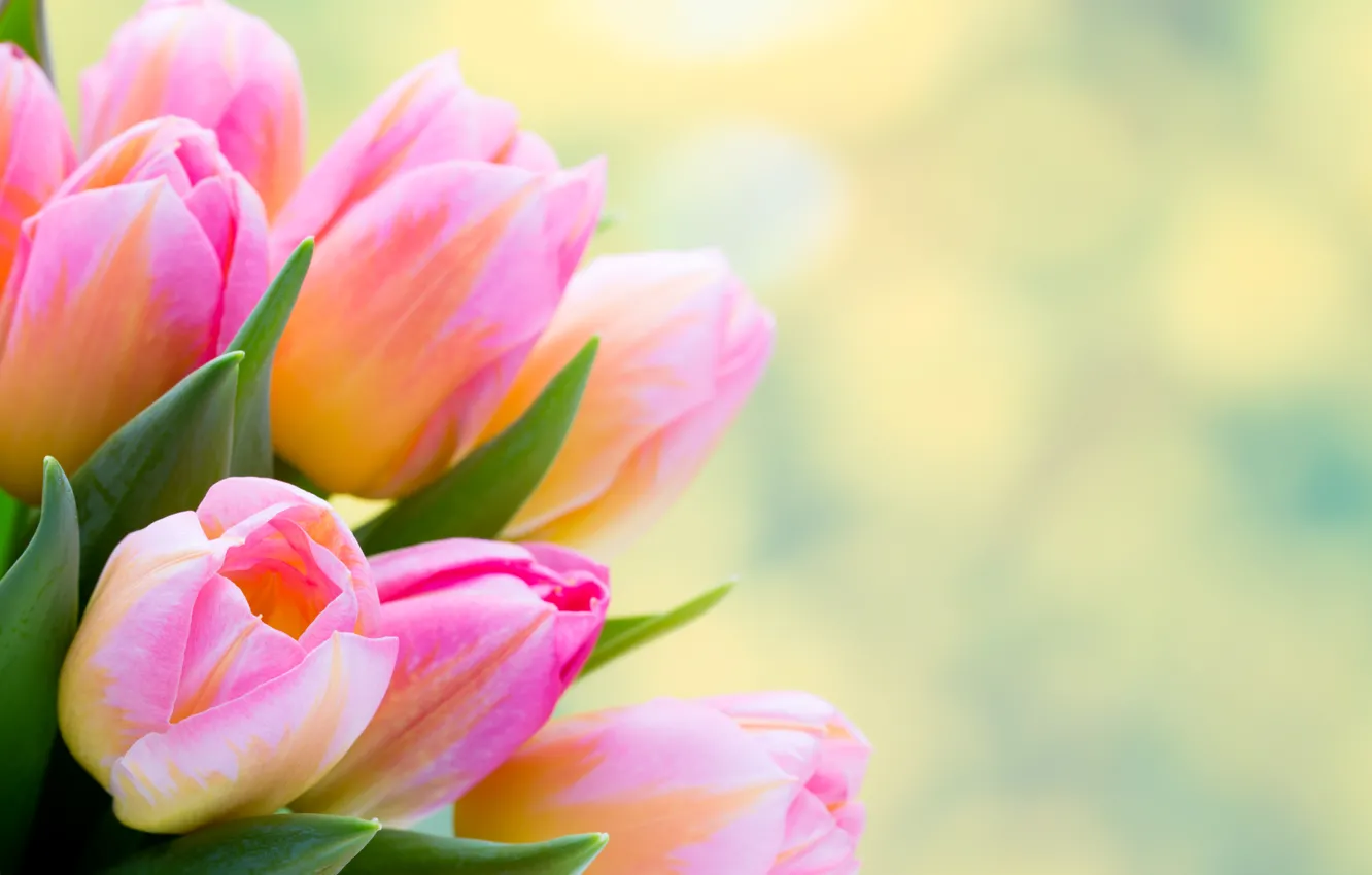 Photo wallpaper background, tulips, pink, bokeh, closeup