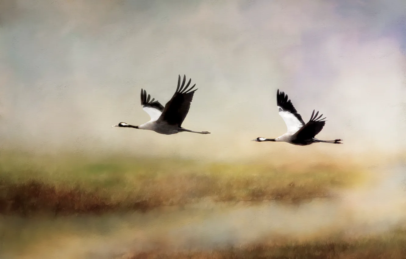 Photo wallpaper pair, cranes, Flies