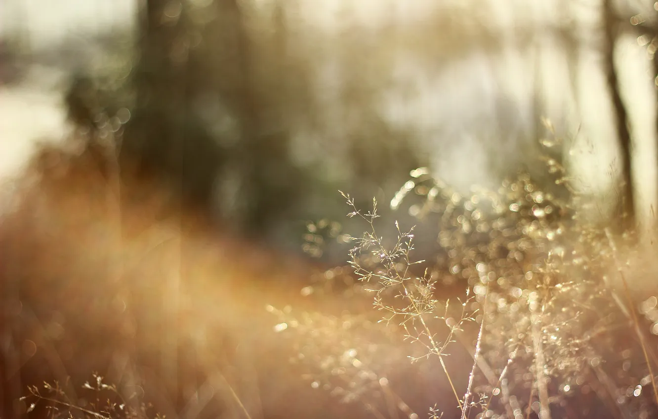 Photo wallpaper rays, spikelets, bokeh