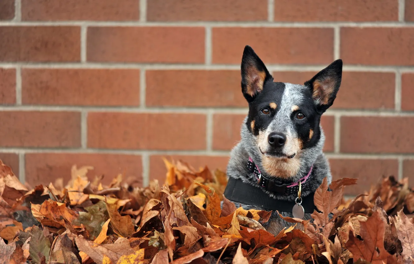 Photo wallpaper leaves, wall, dog