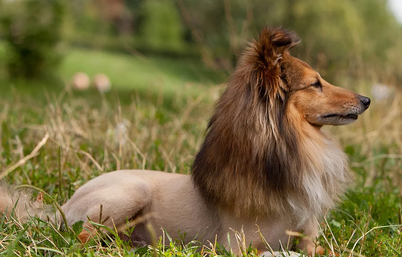 Photo wallpaper dog, mane, Sheltie