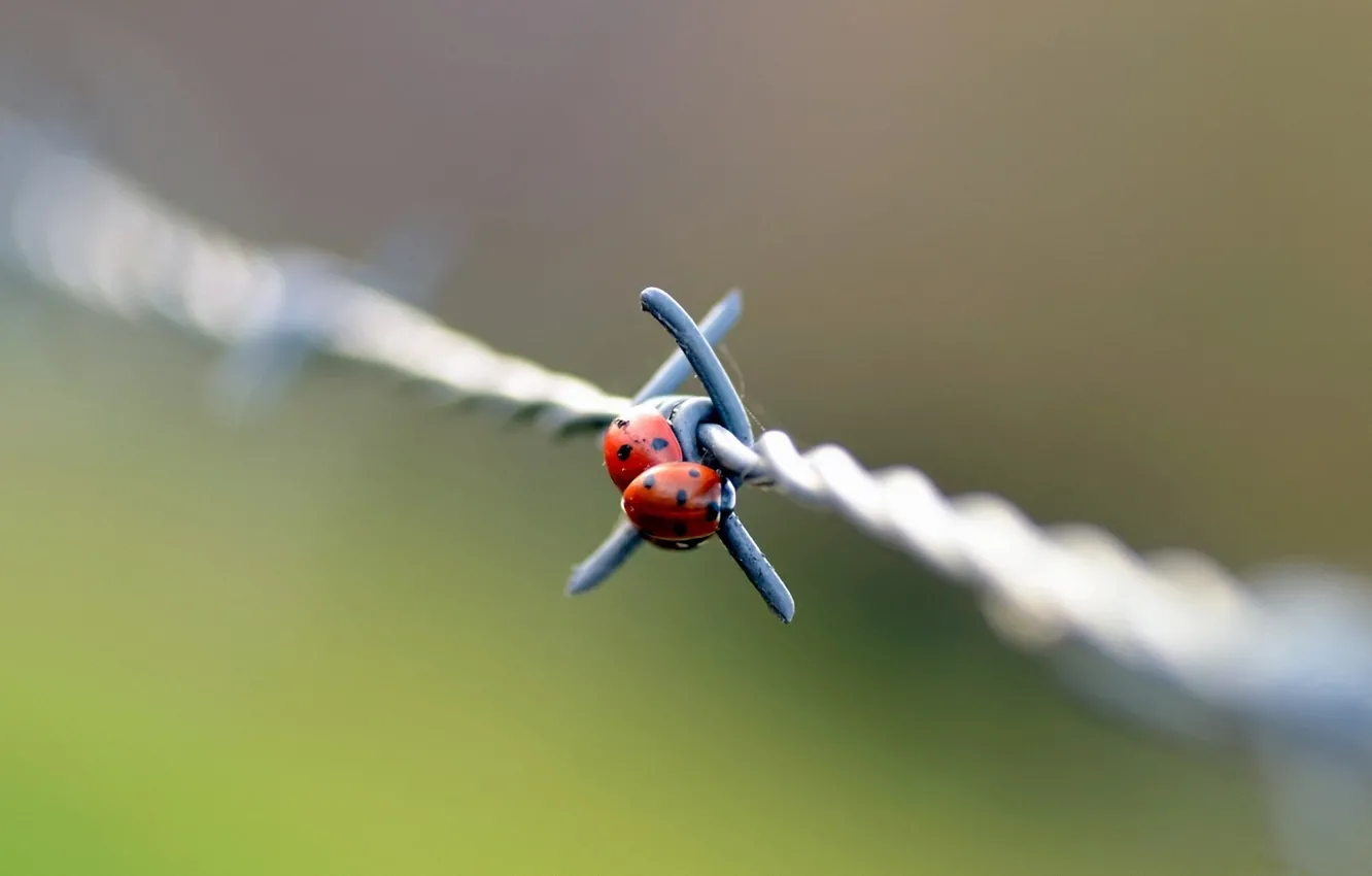 Photo wallpaper macro, wire, day, barbed, ladybugs, of God