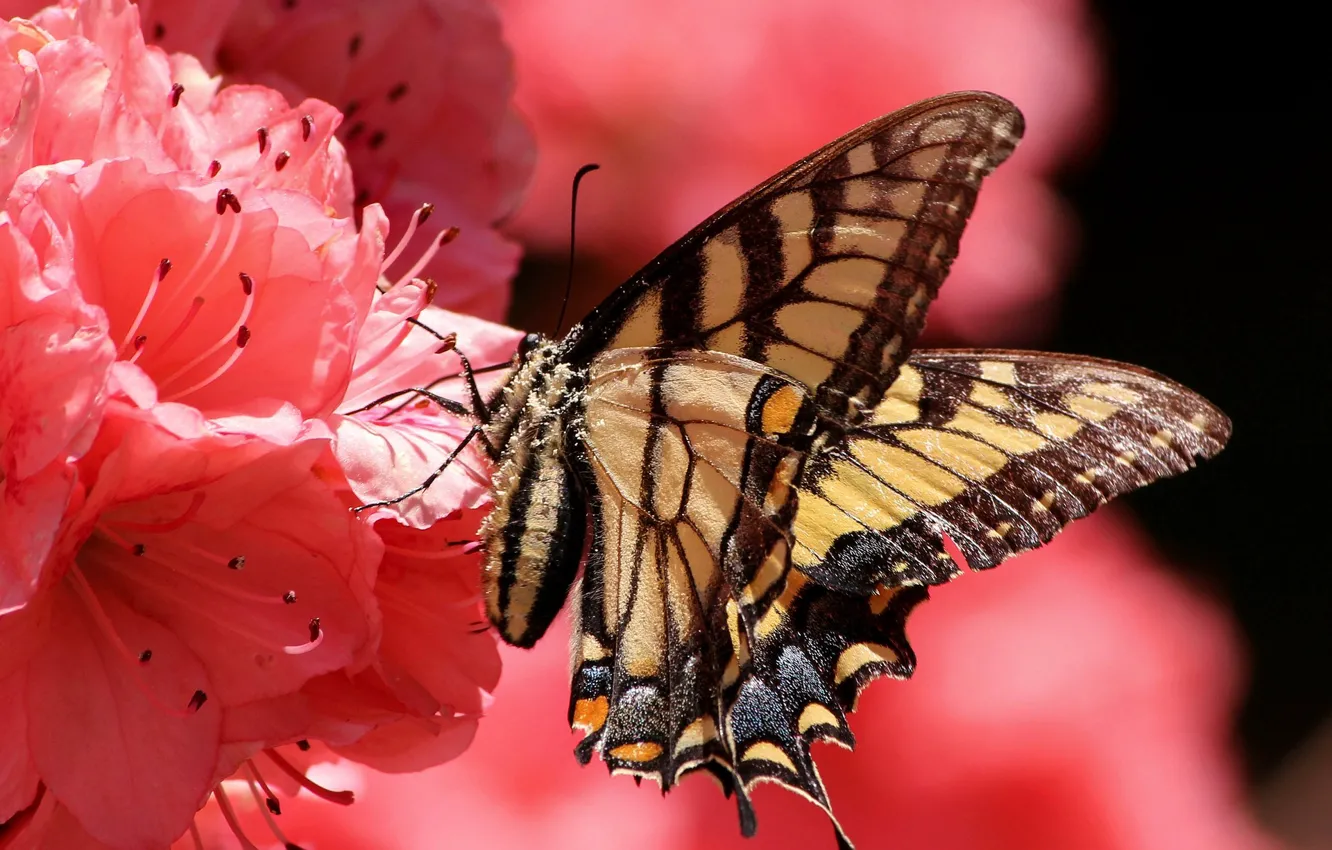 Photo wallpaper flower, butterfly, petals, insect, moth
