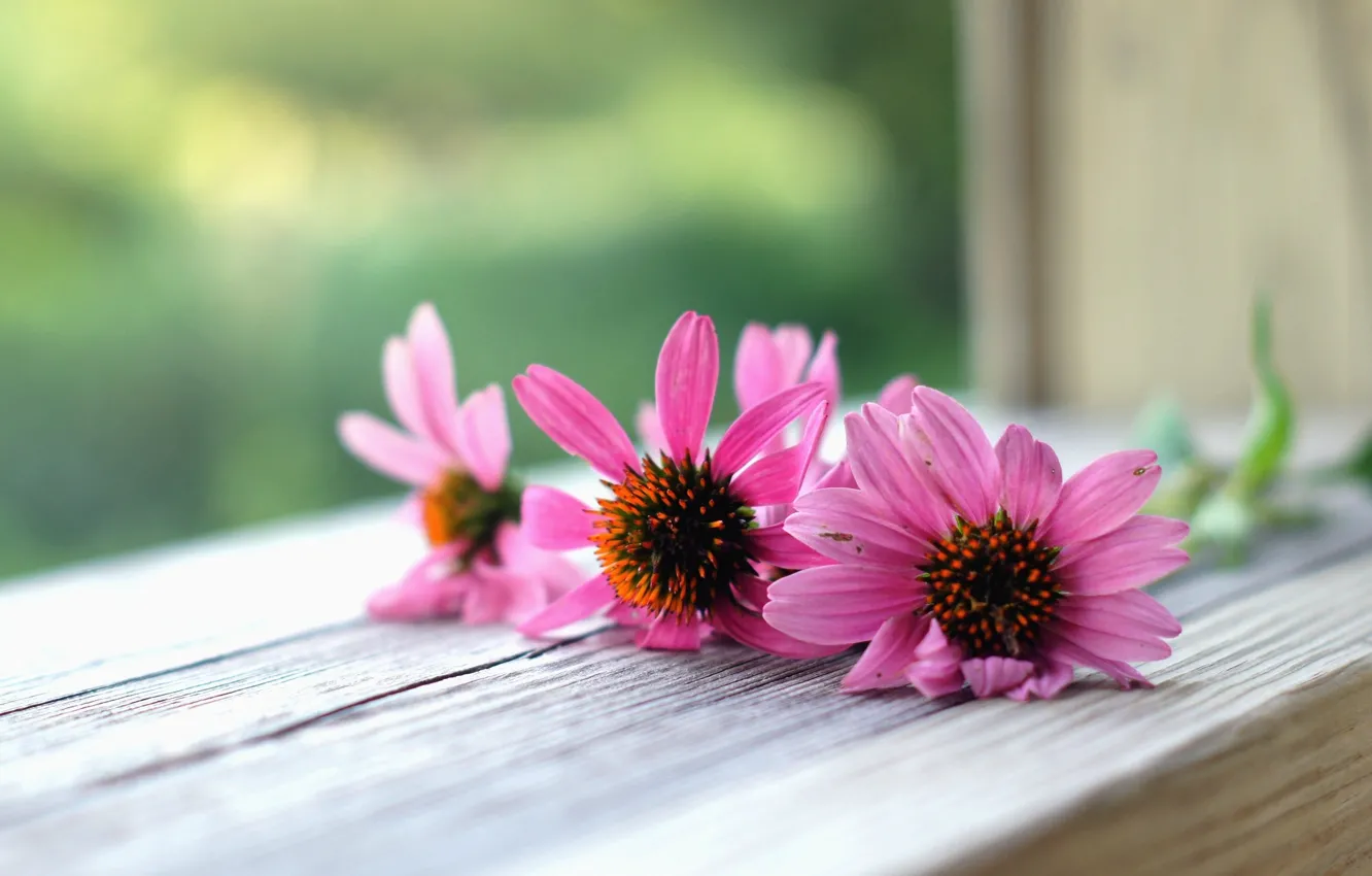 Photo wallpaper flowers, background, widescreen, Wallpaper, wallpaper, pink, flowers, flower