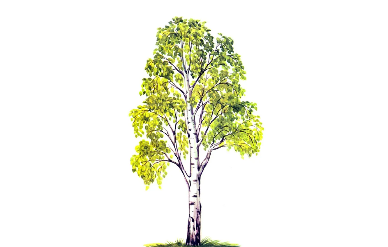 Photo wallpaper leaves, tree, foliage, figure, green, white background, birch