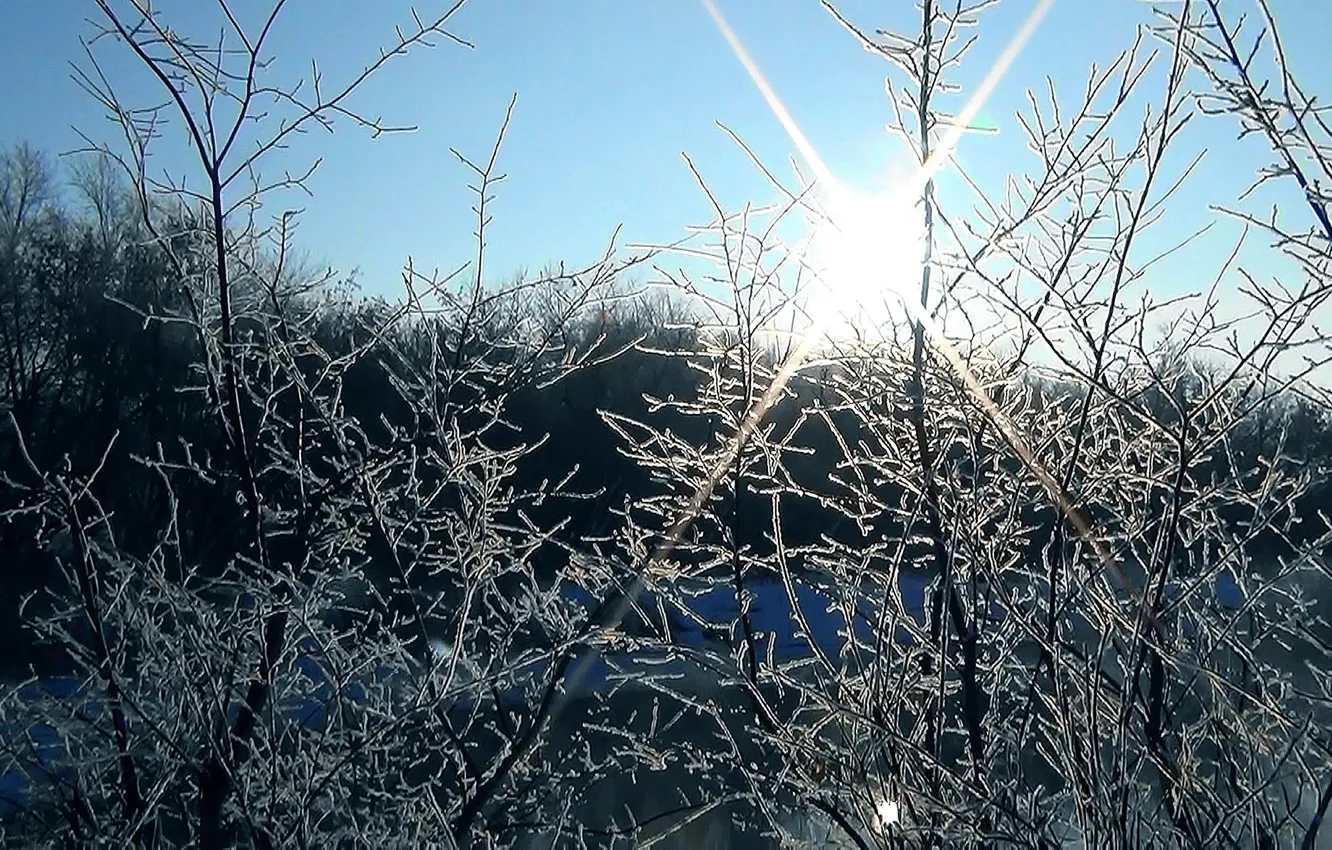 Photo wallpaper winter, frost, the sun, trees