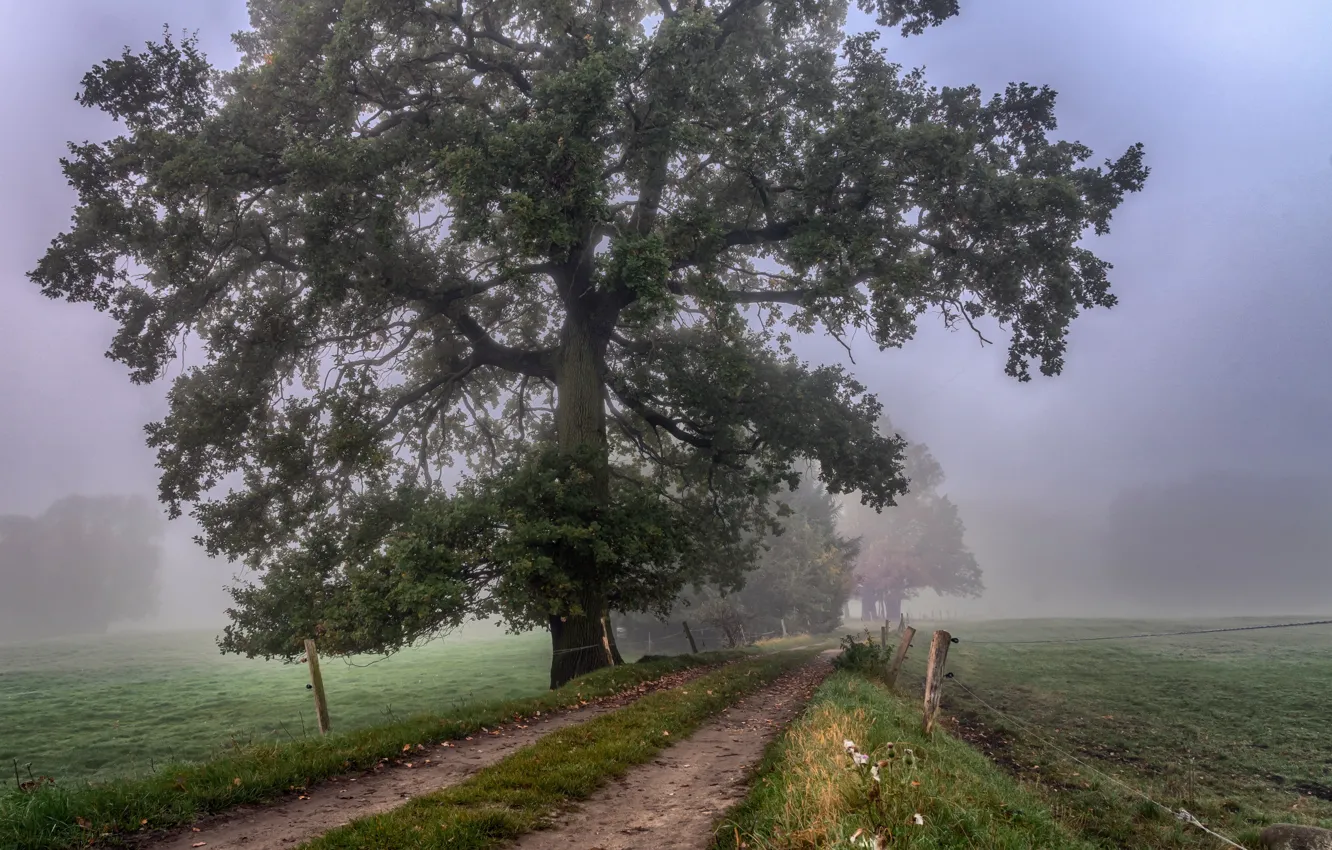 Photo wallpaper road, trees, fog