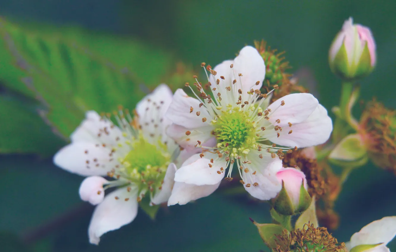 Photo wallpaper flower, blooming, Pnk