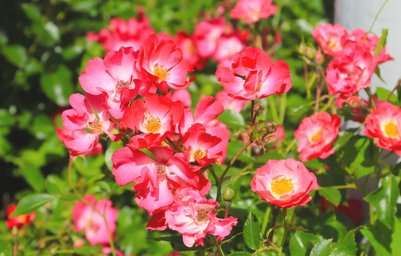 Photo wallpaper red, flower, roses