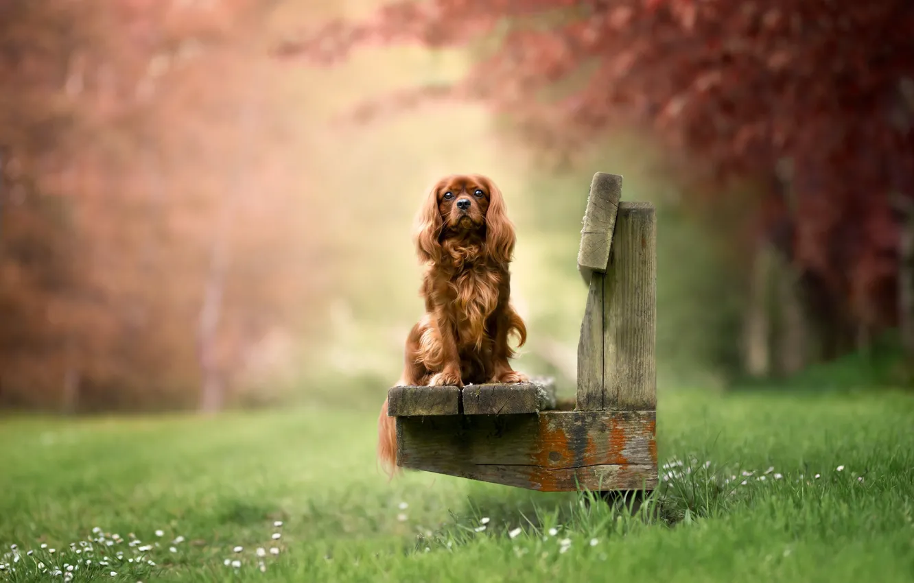 Photo wallpaper look, nature, Park, dog, puppy, red, face, Cavalier-king-Charles-Spaniel