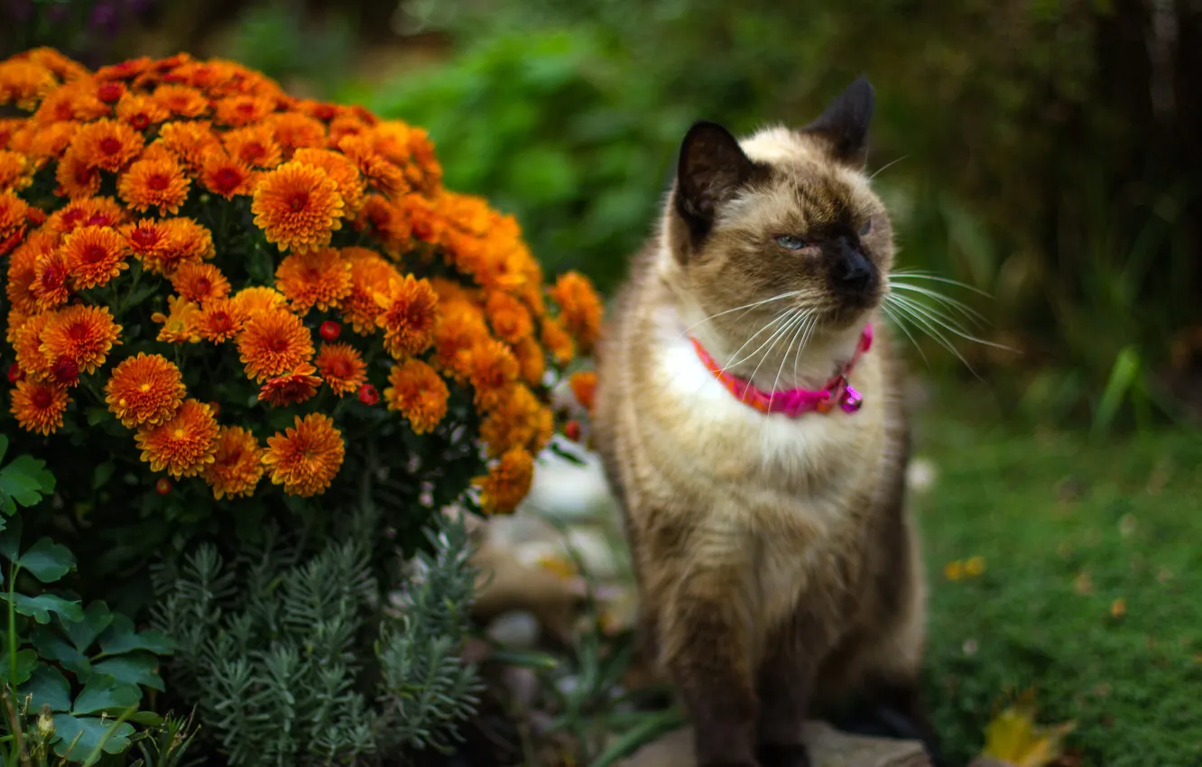 Photo wallpaper cat, summer, cat, look, flowers, orange, pose, garden