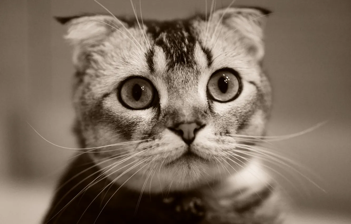 Photo wallpaper eyes, cat, look, Kote