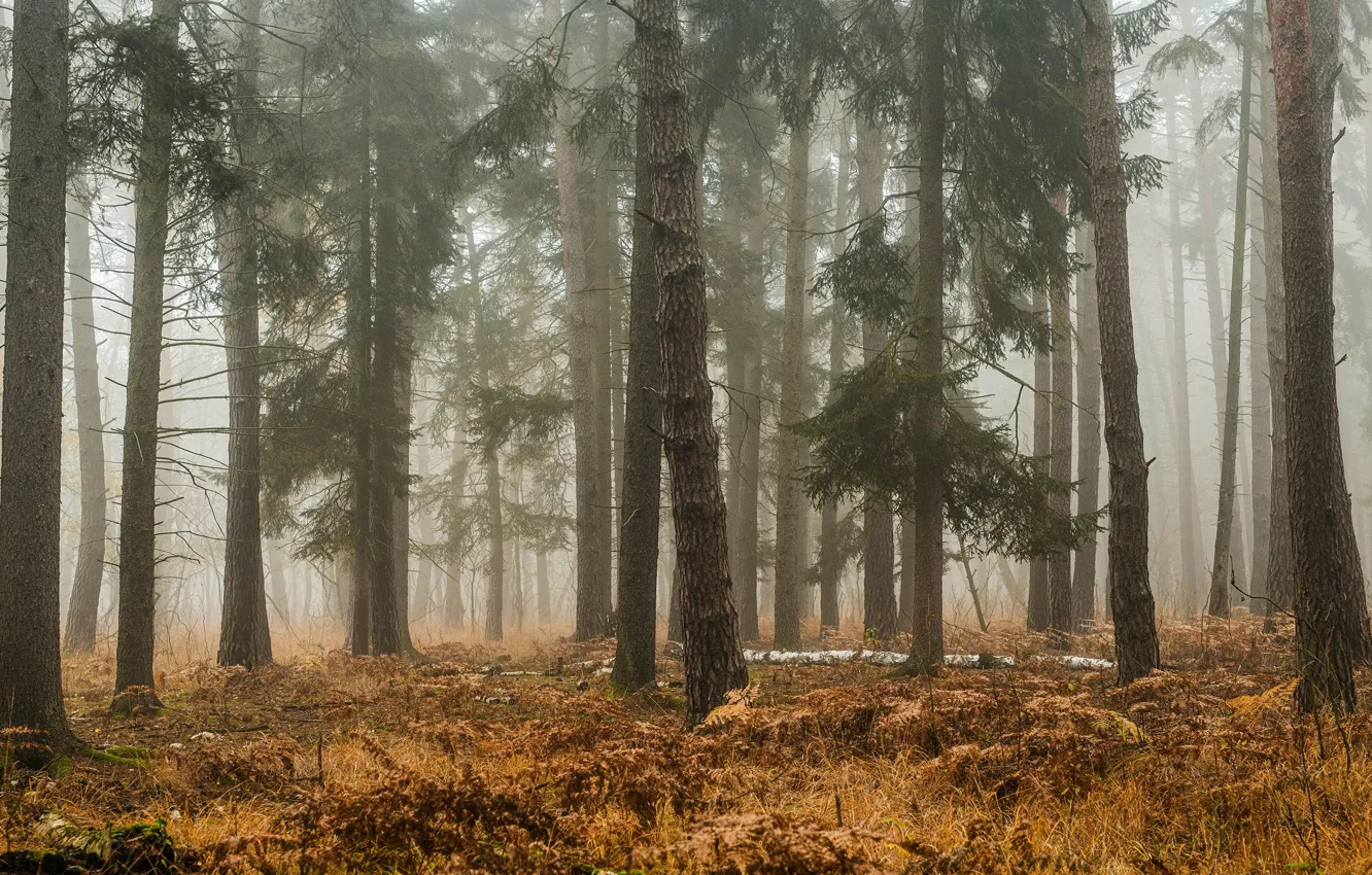 Photo wallpaper autumn, forest, trees, branches, fog, trunks, morning, haze