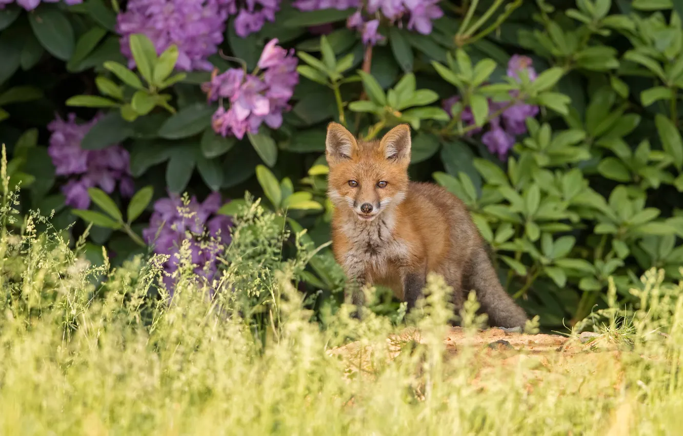 Photo wallpaper grass, Fox, red, the bushes, Fox, rhododendrons