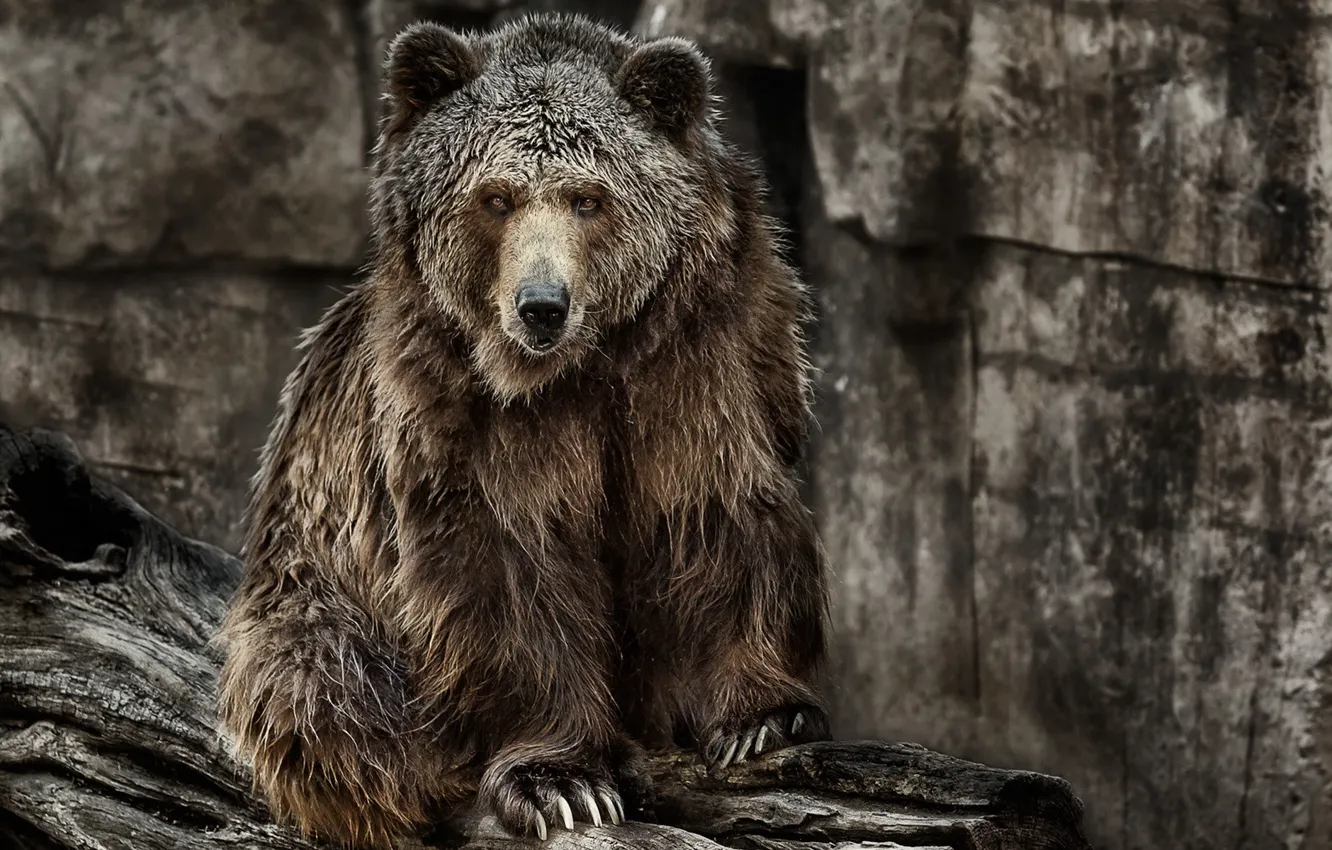 Photo wallpaper nature, background, bear