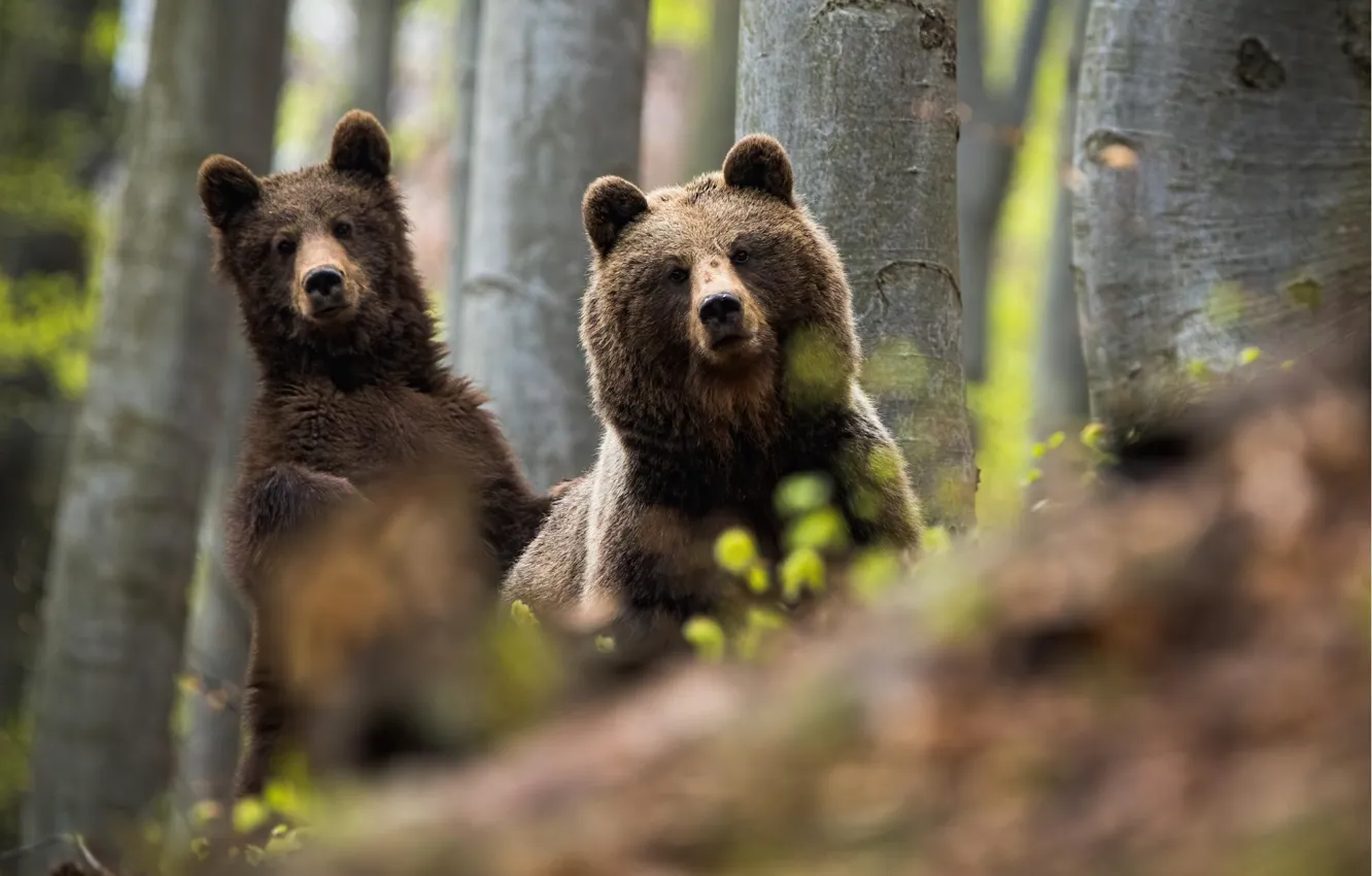 Photo wallpaper forest, bear, bears, pair, bear, brown bear, bear