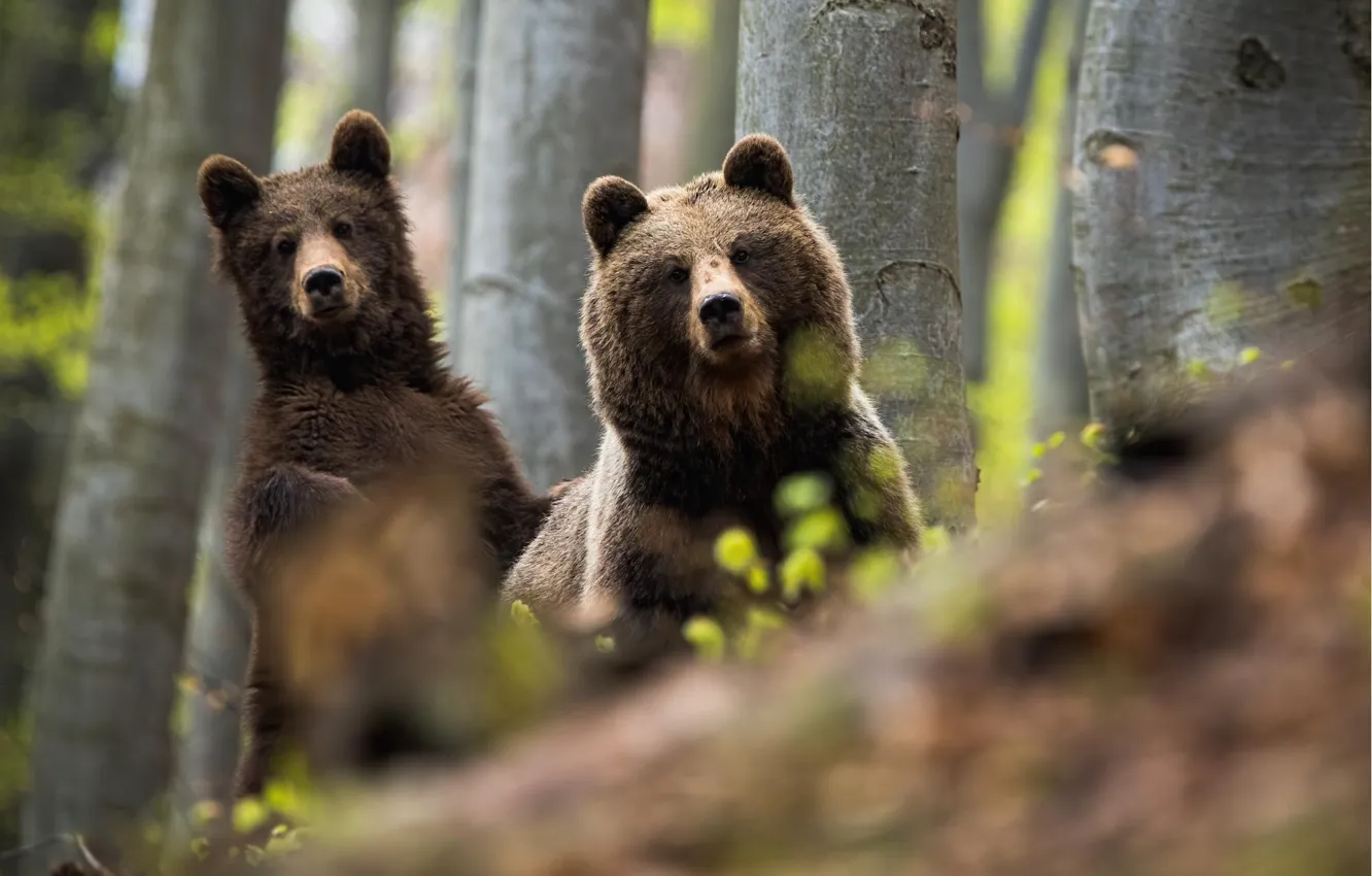 Photo wallpaper forest, bear, pair, bear, brown bear, bear