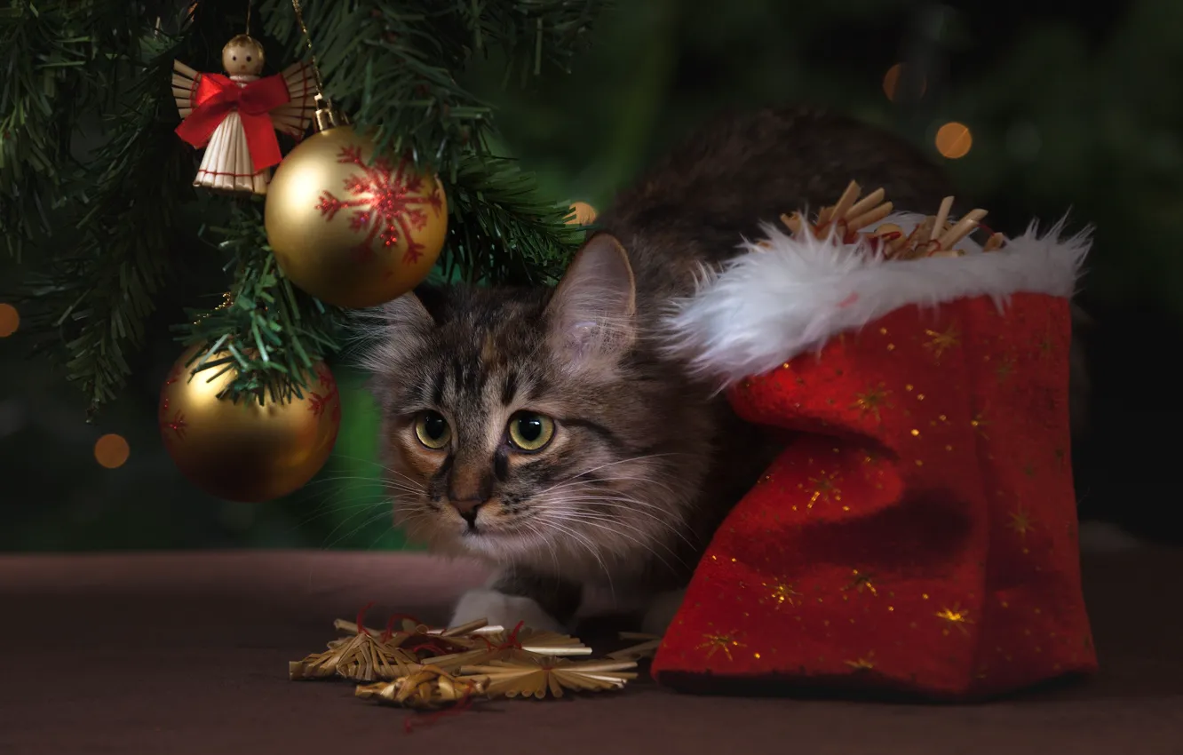 Photo wallpaper cat, cat, balls, decoration, balls, toys, Christmas, New year