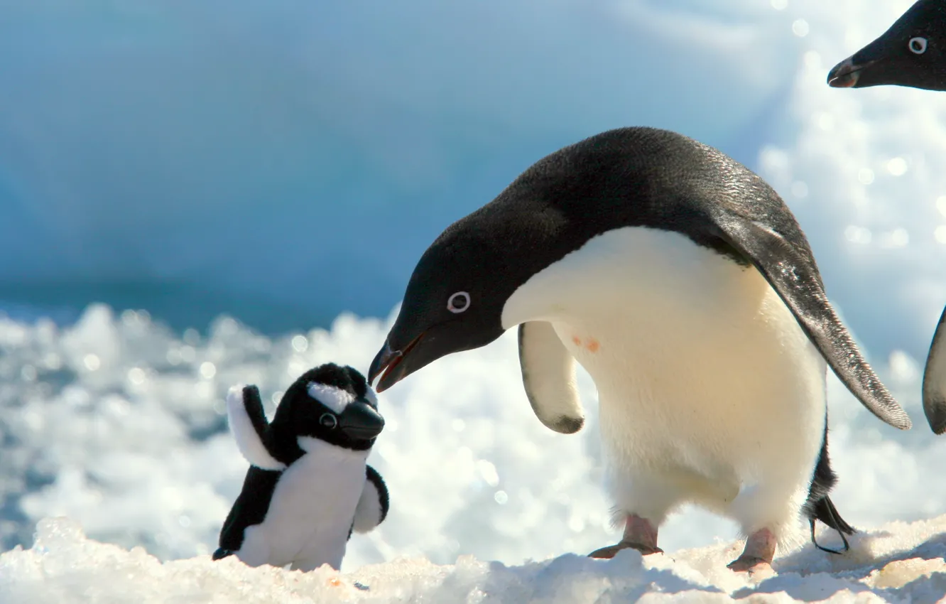Photo wallpaper snow, toy, penguin