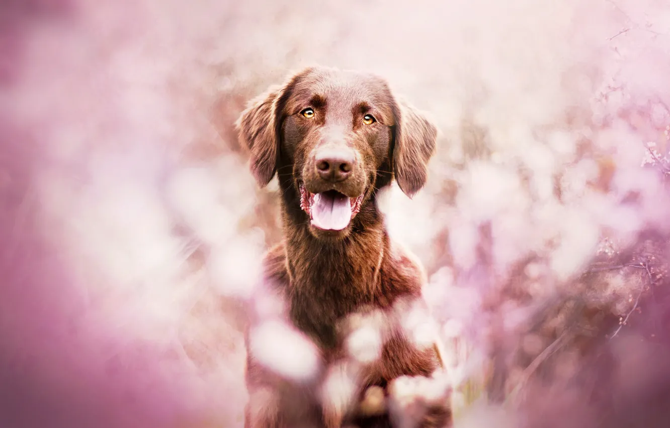 Photo wallpaper dog, Pink, pink background
