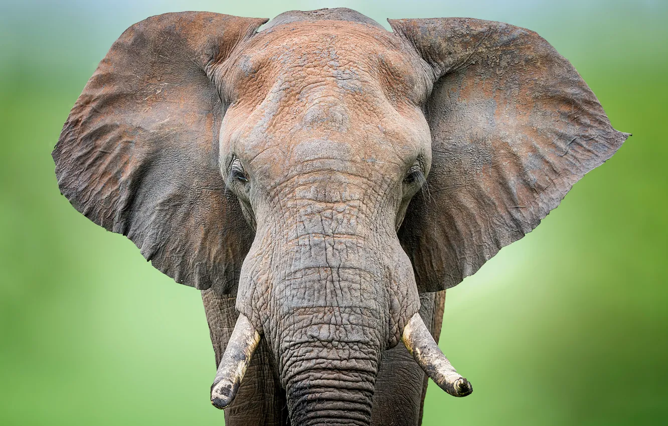 Photo wallpaper background, elephant, head, ears, tusks