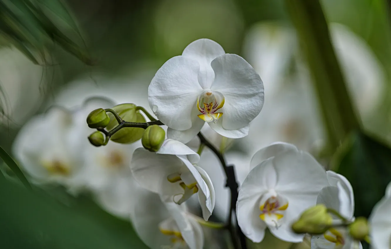 Photo wallpaper flowers, blur, white, buds, Orchid, bokeh
