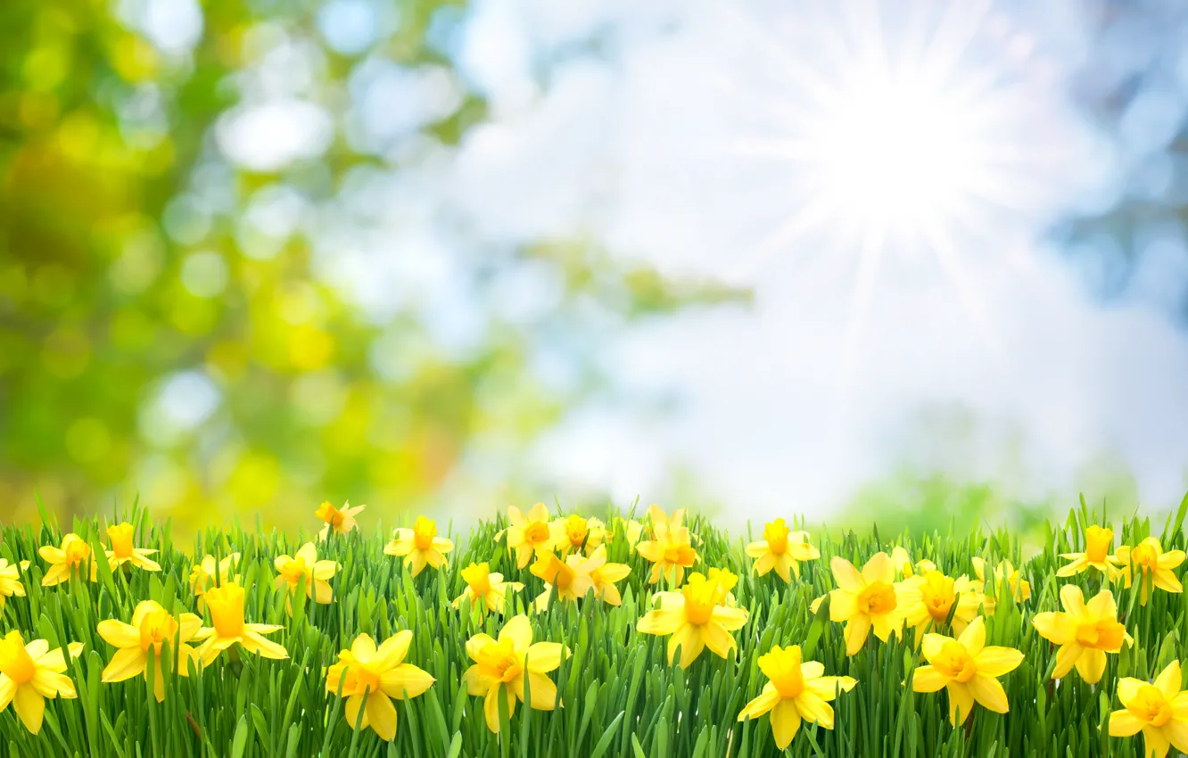 Photo wallpaper flowers, flowering, the sun, the sun's rays, daffodils