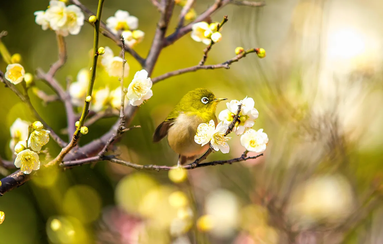 Photo wallpaper greens, light, flowers, branches, yellow, bird, beauty, blur