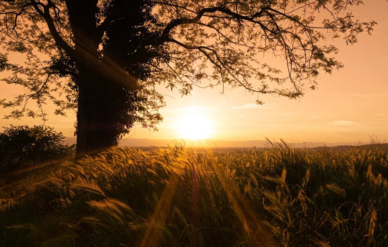 Photo wallpaper field, trees, sunset, rye