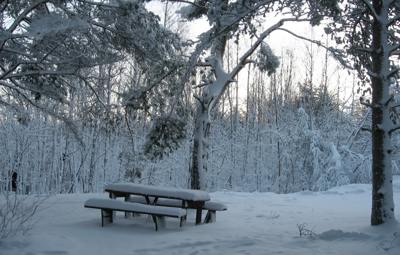 Photo wallpaper winter, forest, snow, bench