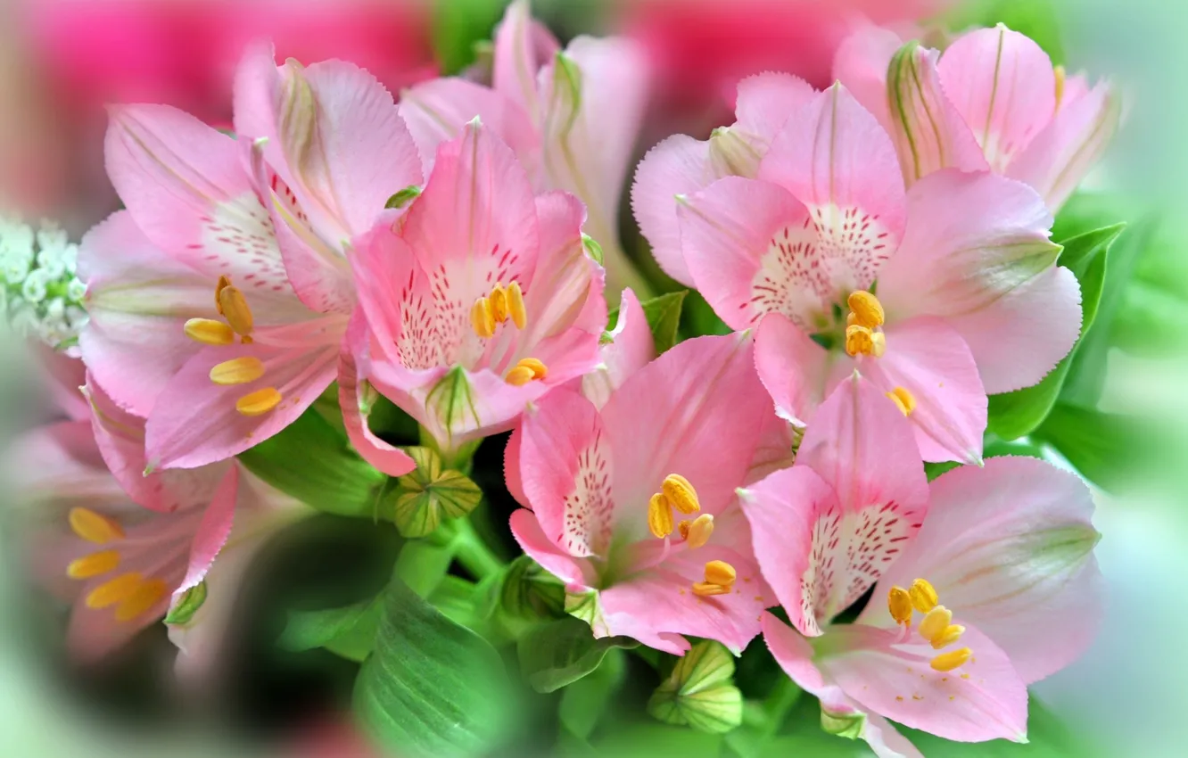 Photo wallpaper bouquet, pink flowers, Alstroemeria