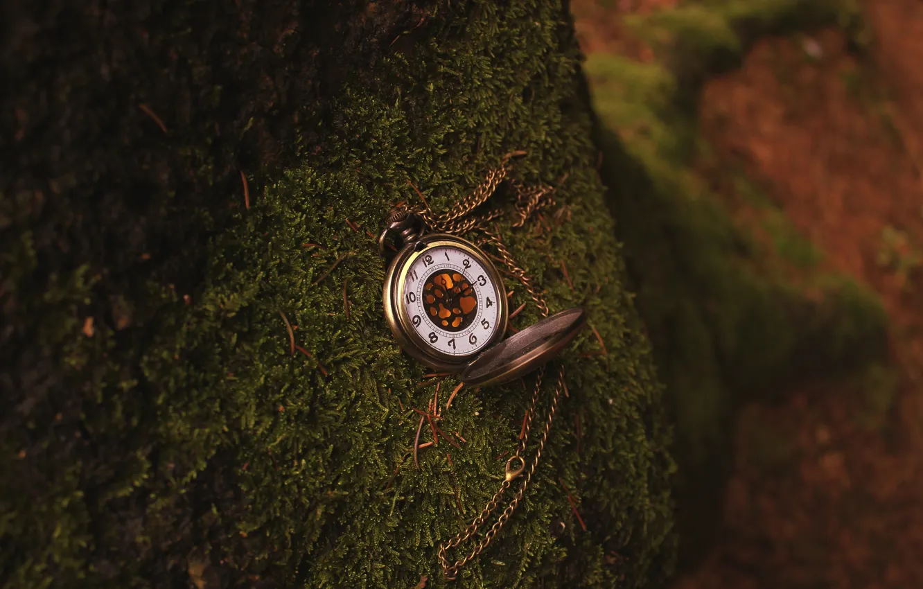 Photo wallpaper trees, watch, moss, chain