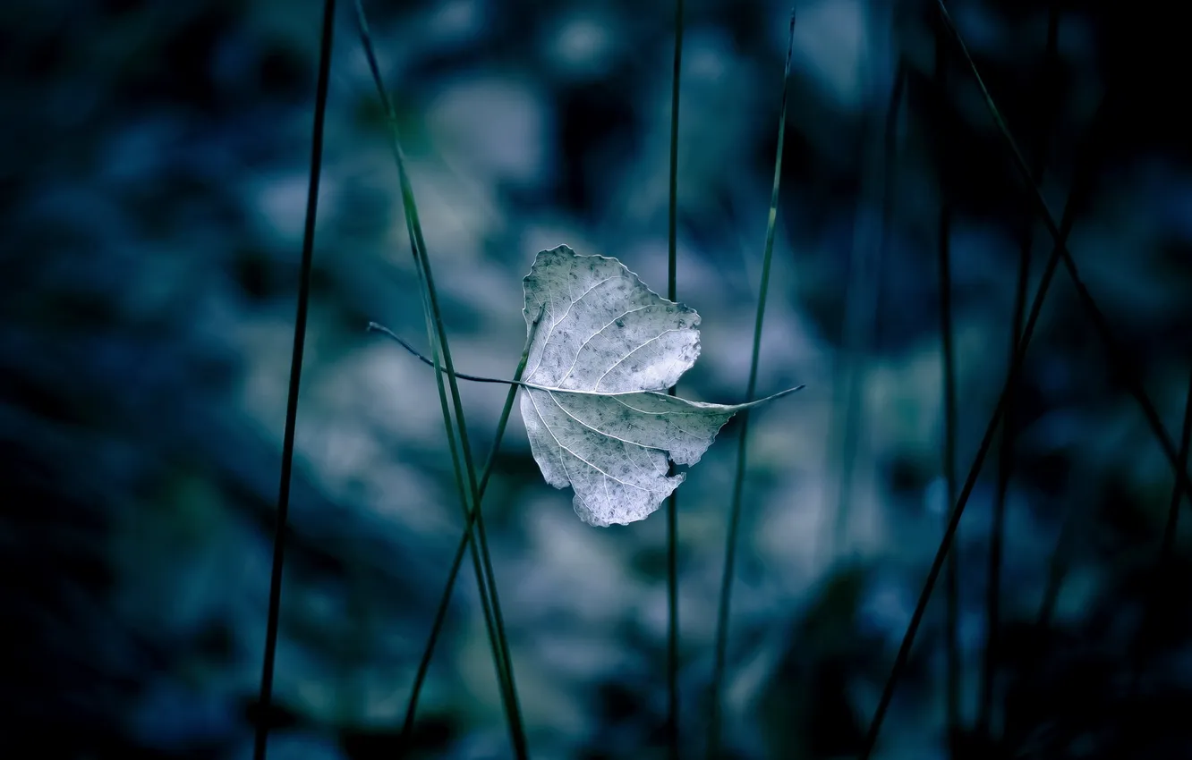 Photo wallpaper leaves, macro, nature