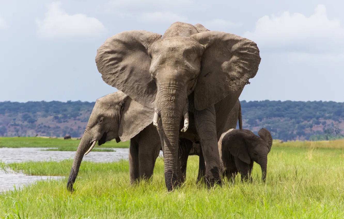 Photo wallpaper nature, elephant, family, tusks