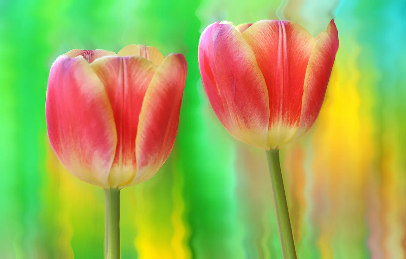 Photo wallpaper nature, petals, stem, tulips