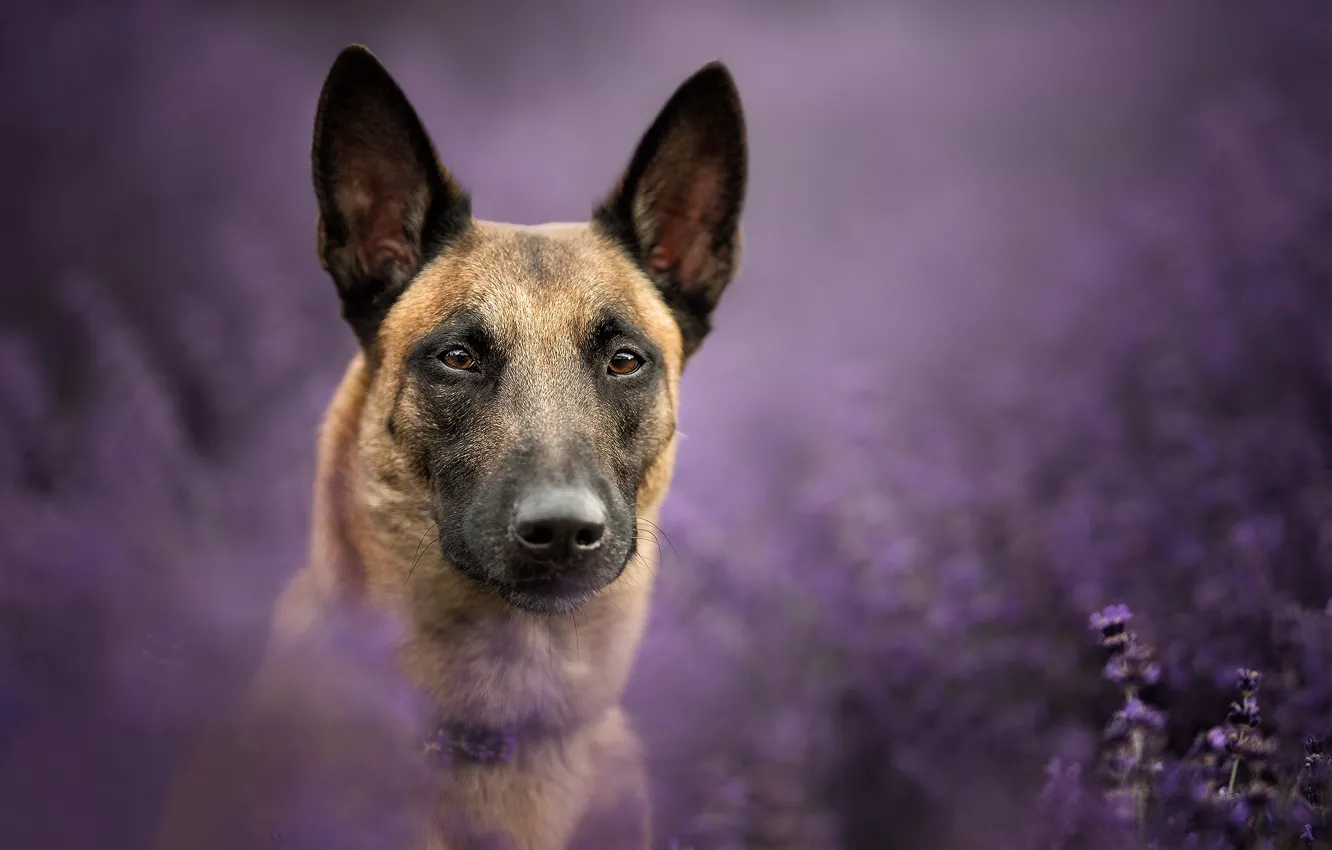 Photo wallpaper look, face, portrait, dog, lavender, bokeh, Belgian Malinois