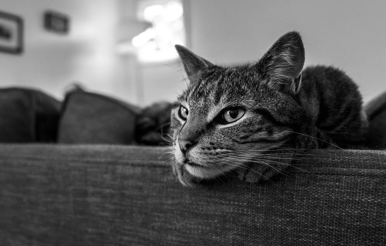 Photo wallpaper cat, cat, look, face, grey, room, sofa, lies