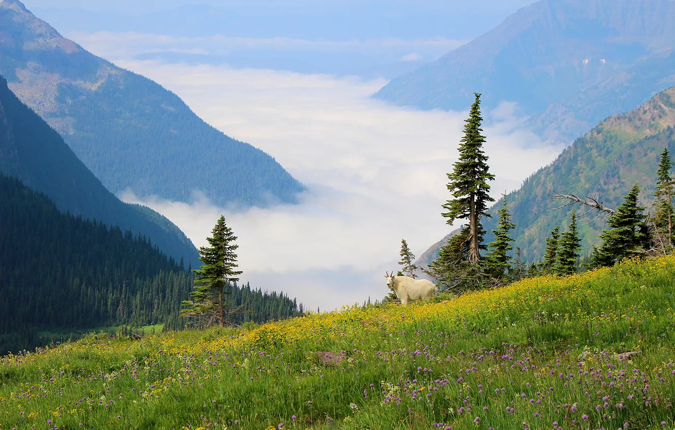 Photo wallpaper field, forest, white, mountains, fog, ate, slope, meadow